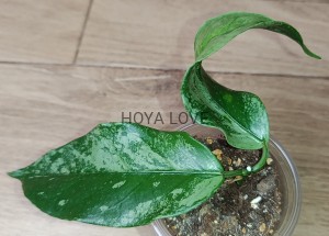 Hoya coriacea silver